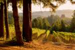 Redwood Trees in the Vineyard