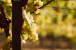 Chardonnay Grapes on the Vine