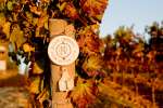 Camp Meeting Ridge Vineyards Block 28