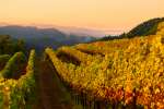 Sea View Ridge Vineyard with Ocean View