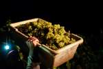 Night Harvest of Chardonnay Grapes