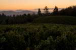 Sea View Ridge Vineyard