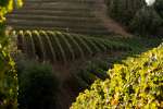 Sea View Ridge Vineyards