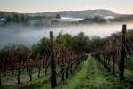 Fog over Winter Vineyards
