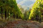 Camp Meeting Ridge Vineyards