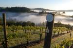 Camp Meeting Ridge Vineyard