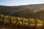Sea View Ridge Vineyards