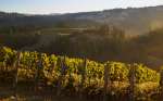 Sea View Ridge Vineyards