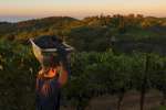 Harvest at Dawn