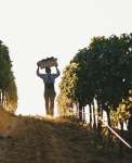 Vineyard Worker with Grapes on Head